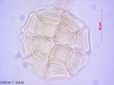 ISEM 1/Pithecellobium_dulce_40552/Pithecellobium_dulce_40552_0001(copy)_thumb.jpg